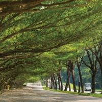 路線四 林蔭散策 (愉景灣碼頭 - 中央公園 - 愉景北商場) Route 4 In The Shade (Discovery Bay Pier - Central Park - DB North).jpg