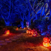 Spooky Pumpkin Forest Photo Spots (6).jpg